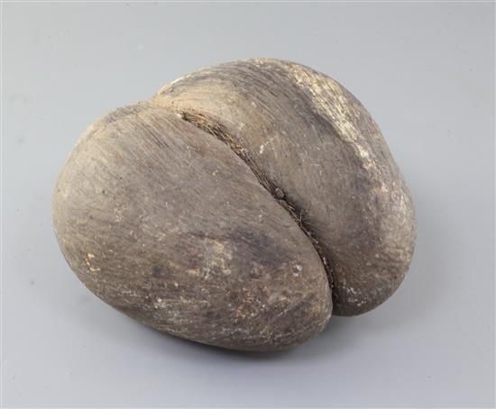 A coco-de-mer nut, 9.5in.